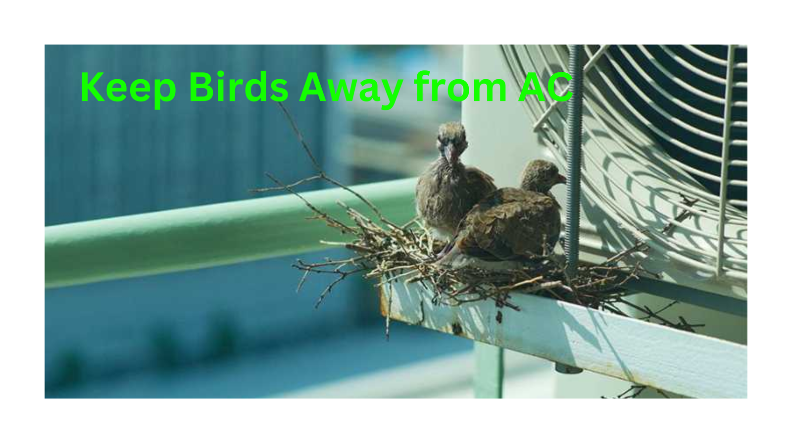 How to Keep Birds Away from Your AC Effective Strategies